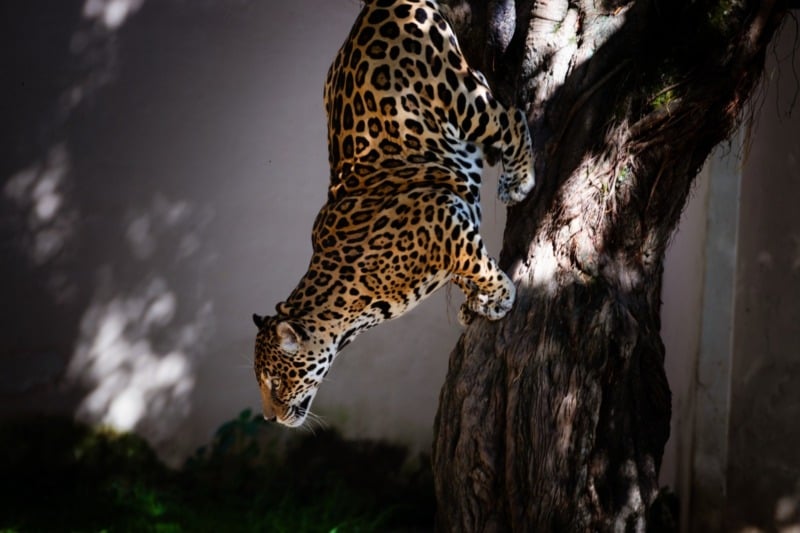 Zoo-VR prepara visitação noturna nas quartas-feiras de julho