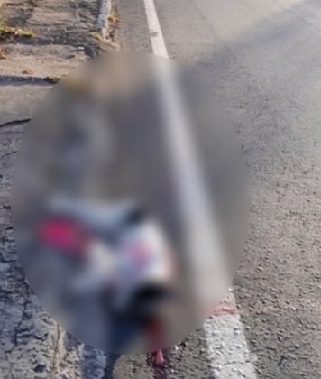 Cão morre atropelado após ser abandonado em frente à SPA-VR