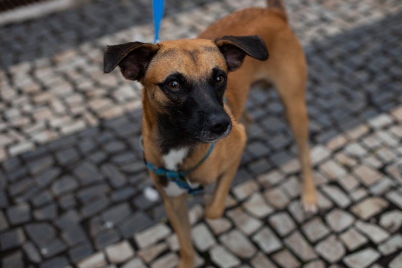 Censo Animal vai orientar políticas públicas em Volta Redonda